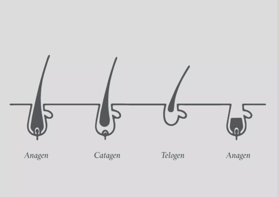 telogenes effluvium